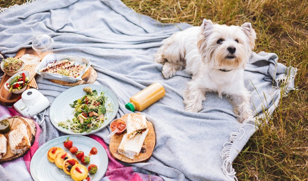 Les accessoires pour cuisine de pique-nique pour des repas en plein air